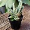 image:imageAltman Plants Assorted Succulents Plants Live Houseplants 4PK Succulent Plants Home Office Plants Live Indoor Plants Live Plants Indoor House Plants Easy Care Plants Desk Plants Kitchen PlantsBlack