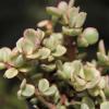 image:imageAltman Plants Assorted Succulents Plants Live Houseplants 4PK Succulent Plants Home Office Plants Live Indoor Plants Live Plants Indoor House Plants Easy Care Plants Desk Plants Kitchen PlantsMulticolor