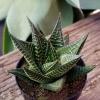 image:imageAltman Plants Assorted Succulents Plants Live Houseplants 4PK Succulent Plants Home Office Plants Live Indoor Plants Live Plants Indoor House Plants Easy Care Plants Desk Plants Kitchen PlantsMulticolor