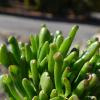 image:imageAltman Plants Assorted Succulents Plants Live Houseplants 4PK Succulent Plants Home Office Plants Live Indoor Plants Live Plants Indoor House Plants Easy Care Plants Desk Plants Kitchen PlantsMulticolor