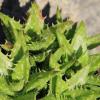 image:imageAltman Plants Assorted Succulents Plants Live Houseplants 4PK Succulent Plants Home Office Plants Live Indoor Plants Live Plants Indoor House Plants Easy Care Plants Desk Plants Kitchen PlantsMulticolor