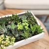image:imageAltman Plants Assorted Succulents Plants Live Houseplants 4PK Succulent Plants Home Office Plants Live Indoor Plants Live Plants Indoor House Plants Easy Care Plants Desk Plants Kitchen PlantsMulticolor