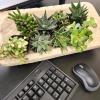 image:imageAltman Plants Assorted Succulents Plants Live Houseplants 4PK Succulent Plants Home Office Plants Live Indoor Plants Live Plants Indoor House Plants Easy Care Plants Desk Plants Kitchen PlantsBlack