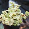 image:imageAltman Plants Assorted Succulents Plants Live Houseplants 4PK Succulent Plants Home Office Plants Live Indoor Plants Live Plants Indoor House Plants Easy Care Plants Desk Plants Kitchen PlantsBlack