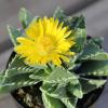 image:imageAltman Plants Assorted Succulents Plants Live Houseplants 4PK Succulent Plants Home Office Plants Live Indoor Plants Live Plants Indoor House Plants Easy Care Plants Desk Plants Kitchen PlantsMulticolor