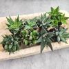 image:imageAltman Plants Assorted Succulents Plants Live Houseplants 4PK Succulent Plants Home Office Plants Live Indoor Plants Live Plants Indoor House Plants Easy Care Plants Desk Plants Kitchen PlantsMulticolor