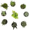 image:imageAltman Plants Assorted Succulents Plants Live Houseplants 4PK Succulent Plants Home Office Plants Live Indoor Plants Live Plants Indoor House Plants Easy Care Plants Desk Plants Kitchen PlantsBlack