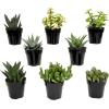 image:imageAltman Plants Assorted Succulents Plants Live Houseplants 4PK Succulent Plants Home Office Plants Live Indoor Plants Live Plants Indoor House Plants Easy Care Plants Desk Plants Kitchen PlantsBlack