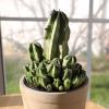 image:imageAltman Plants Euphorbia anoplia Live Plant Decor Exotic Plants Cacti Plants Live Succulents Plants Live Plants Indoor Plants Live Houseplants Live Indoor House Plants Real Plants Indoor Live PlantsEuphorbia anoplia