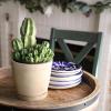 image:imageAltman Plants Euphorbia anoplia Live Plant Decor Exotic Plants Cacti Plants Live Succulents Plants Live Plants Indoor Plants Live Houseplants Live Indoor House Plants Real Plants Indoor Live PlantsEuphorbia anoplia