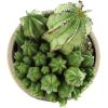 image:imageAltman Plants Euphorbia anoplia Live Plant Decor Exotic Plants Cacti Plants Live Succulents Plants Live Plants Indoor Plants Live Houseplants Live Indoor House Plants Real Plants Indoor Live PlantsEuphorbia anoplia
