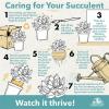 image:imageAltman Plants Euphorbia anoplia Live Plant Decor Exotic Plants Cacti Plants Live Succulents Plants Live Plants Indoor Plants Live Houseplants Live Indoor House Plants Real Plants Indoor Live PlantsEuphorbia anoplia