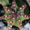 image:imageAltman Plants Euphorbia anoplia Live Plant Decor Exotic Plants Cacti Plants Live Succulents Plants Live Plants Indoor Plants Live Houseplants Live Indoor House Plants Real Plants Indoor Live PlantsEuphorbia anoplia
