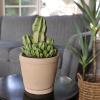 image:imageAltman Plants Euphorbia anoplia Live Plant Decor Exotic Plants Cacti Plants Live Succulents Plants Live Plants Indoor Plants Live Houseplants Live Indoor House Plants Real Plants Indoor Live PlantsEuphorbia anoplia
