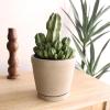 image:imageAltman Plants Euphorbia anoplia Live Plant Decor Exotic Plants Cacti Plants Live Succulents Plants Live Plants Indoor Plants Live Houseplants Live Indoor House Plants Real Plants Indoor Live PlantsEuphorbia anoplia