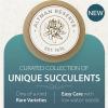 image:imageAltman Plants Euphorbia horrida Live Plant Decor Exotic Plants Cacti Plants Live Succulents Plants Live Plants Indoor Plants Live Houseplants Live Indoor House Plants Real Plants Indoor Live Plants