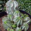 image:imageAltman Plants Euphorbia horrida Live Plant Decor Exotic Plants Cacti Plants Live Succulents Plants Live Plants Indoor Plants Live Houseplants Live Indoor House Plants Real Plants Indoor Live Plants