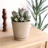 image:imageAltman Plants Euphorbia horrida Live Plant Decor Exotic Plants Cacti Plants Live Succulents Plants Live Plants Indoor Plants Live Houseplants Live Indoor House Plants Real Plants Indoor Live Plants