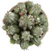 image:imageAltman Plants Euphorbia horrida Live Plant Decor Exotic Plants Cacti Plants Live Succulents Plants Live Plants Indoor Plants Live Houseplants Live Indoor House Plants Real Plants Indoor Live Plants