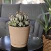 image:imageAltman Plants Euphorbia horrida Live Plant Decor Exotic Plants Cacti Plants Live Succulents Plants Live Plants Indoor Plants Live Houseplants Live Indoor House Plants Real Plants Indoor Live Plants