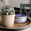 image:imageAltman Plants Euphorbia horrida Live Plant Decor Exotic Plants Cacti Plants Live Succulents Plants Live Plants Indoor Plants Live Houseplants Live Indoor House Plants Real Plants Indoor Live Plants