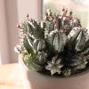 image:imageAltman Plants Euphorbia horrida Live Plant Decor Exotic Plants Cacti Plants Live Succulents Plants Live Plants Indoor Plants Live Houseplants Live Indoor House Plants Real Plants Indoor Live Plants