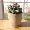 image:imageAltman Plants Euphorbia horrida Live Plant Decor Exotic Plants Cacti Plants Live Succulents Plants Live Plants Indoor Plants Live Houseplants Live Indoor House Plants Real Plants Indoor Live Plants