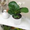 image:imageAltman Plants Fiddle Leaf Fig Ficus Tree Live Plant Decor Real House Plant with 4 Inch White Plastic Plant Pot Desk Plant amp Office Plant Grown in Indoor Plant Potting Soil Mix Easy Plant Gift