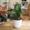 image:imageAltman Plants Fiddle Leaf Fig Ficus Tree Live Plant Decor Real House Plant with 4 Inch White Plastic Plant Pot Desk Plant amp Office Plant Grown in Indoor Plant Potting Soil Mix Easy Plant Gift