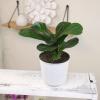 image:imageAltman Plants Fiddle Leaf Fig Ficus Tree Live Plant Decor Real House Plant with 4 Inch White Plastic Plant Pot Desk Plant amp Office Plant Grown in Indoor Plant Potting Soil Mix Easy Plant Gift