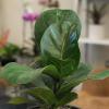 image:imageAltman Plants Fiddle Leaf Fig Ficus Tree Live Plant Decor Real House Plant with 4 Inch White Plastic Plant Pot Desk Plant amp Office Plant Grown in Indoor Plant Potting Soil Mix Easy Plant Gift