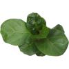 image:imageAltman Plants Fiddle Leaf Fig Ficus Tree Live Plant Decor Real House Plant with 4 Inch White Plastic Plant Pot Desk Plant amp Office Plant Grown in Indoor Plant Potting Soil Mix Easy Plant Gift