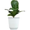 image:imageAltman Plants Fiddle Leaf Fig Ficus Tree Live Plant Decor Real House Plant with 4 Inch White Plastic Plant Pot Desk Plant amp Office Plant Grown in Indoor Plant Potting Soil Mix Easy Plant Gift