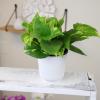 image:imageAltman Plants Golden Pothos Live Plant Decor Real Pothos Plant with 4 Inch White Plastic Plant Pot Desk Plant amp Office Plant Plant Gift Easy to Grow House Plant in Indoor Plant Potting Soil Mix