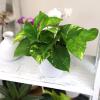 image:imageAltman Plants Golden Pothos Live Plant Decor Real Pothos Plant with 4 Inch White Plastic Plant Pot Desk Plant amp Office Plant Plant Gift Easy to Grow House Plant in Indoor Plant Potting Soil Mix
