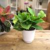 image:imageAltman Plants Golden Pothos Live Plant Decor Real Pothos Plant with 4 Inch White Plastic Plant Pot Desk Plant amp Office Plant Plant Gift Easy to Grow House Plant in Indoor Plant Potting Soil Mix