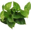 image:imageAltman Plants Golden Pothos Live Plant Decor Real Pothos Plant with 4 Inch White Plastic Plant Pot Desk Plant amp Office Plant Plant Gift Easy to Grow House Plant in Indoor Plant Potting Soil Mix