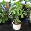 image:imageAltman Plants Money Tree Plant Decor Approx 15 Feet Tall with 6 Inch White Plant Pot Pet Friendly Plants Easy Plant Gift Easy to Grow House Plant amp Desk Plant in Indoor Plant Potting Soil Mix