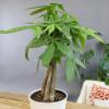 image:imageAltman Plants Money Tree Plant Decor Approx 15 Feet Tall with 6 Inch White Plant Pot Pet Friendly Plants Easy Plant Gift Easy to Grow House Plant amp Desk Plant in Indoor Plant Potting Soil Mix
