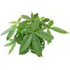 image:imageAltman Plants Money Tree Plant Decor Approx 15 Feet Tall with 6 Inch White Plant Pot Pet Friendly Plants Easy Plant Gift Easy to Grow House Plant amp Desk Plant in Indoor Plant Potting Soil Mix