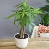image:imageAltman Plants Money Tree Plant Decor Approx 15 Feet Tall with 6 Inch White Plant Pot Pet Friendly Plants Easy Plant Gift Easy to Grow House Plant amp Desk Plant in Indoor Plant Potting Soil Mix