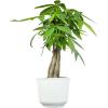 image:imageAltman Plants Money Tree Plant Decor Approx 15 Feet Tall with 6 Inch White Plant Pot Pet Friendly Plants Easy Plant Gift Easy to Grow House Plant amp Desk Plant in Indoor Plant Potting Soil Mix