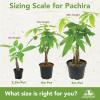 image:imageAltman Plants Money Tree Plant Decor Approx 15 Feet Tall with 6 Inch White Plant Pot Pet Friendly Plants Easy Plant Gift Easy to Grow House Plant amp Desk Plant in Indoor Plant Potting Soil Mix