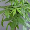 image:imageAltman Plants Money Tree Plant Decor Approx 15 Feet Tall with 6 Inch White Plant Pot Pet Friendly Plants Easy Plant Gift Easy to Grow House Plant amp Desk Plant in Indoor Plant Potting Soil Mix