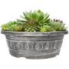 image:imageAltman Plants NonToxic Live Sempervivum Succulent Plant Gift in 8 Decorative Pot Real Succulents to Grow Easy Care Hens and Chicks Hardy amp LowMaintenance Gift for Gardeners Popular Houseplants