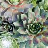 image:imageAltman Plants NonToxic Live Sempervivum Succulent Plant Gift in 8 Decorative Pot Real Succulents to Grow Easy Care Hens and Chicks Hardy amp LowMaintenance Gift for Gardeners Popular Houseplants
