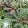 image:imageAltman Plants NonToxic Live Sempervivum Succulent Plant Gift in 8 Decorative Pot Real Succulents to Grow Easy Care Hens and Chicks Hardy amp LowMaintenance Gift for Gardeners Popular Houseplants