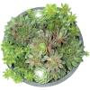 image:imageAltman Plants NonToxic Live Sempervivum Succulent Plant Gift in 8 Decorative Pot Real Succulents to Grow Easy Care Hens and Chicks Hardy amp LowMaintenance Gift for Gardeners Popular Houseplants