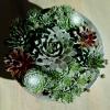 image:imageAltman Plants NonToxic Live Sempervivum Succulent Plant Gift in 8 Decorative Pot Real Succulents to Grow Easy Care Hens and Chicks Hardy amp LowMaintenance Gift for Gardeners Popular Houseplants