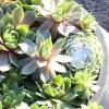 image:imageAltman Plants NonToxic Live Sempervivum Succulent Plant Gift in 8 Decorative Pot Real Succulents to Grow Easy Care Hens and Chicks Hardy amp LowMaintenance Gift for Gardeners Popular Houseplants